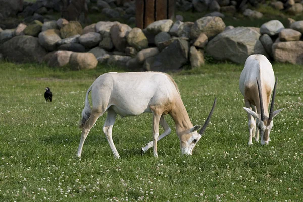 Due antilopi — Foto Stock