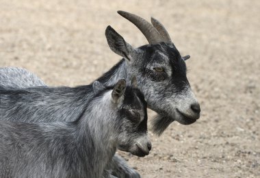 Goat and her child clipart