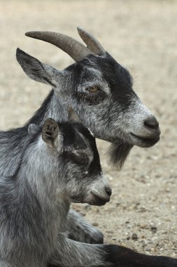 Goat and her child clipart