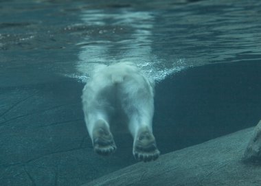 Polar bear swimming clipart