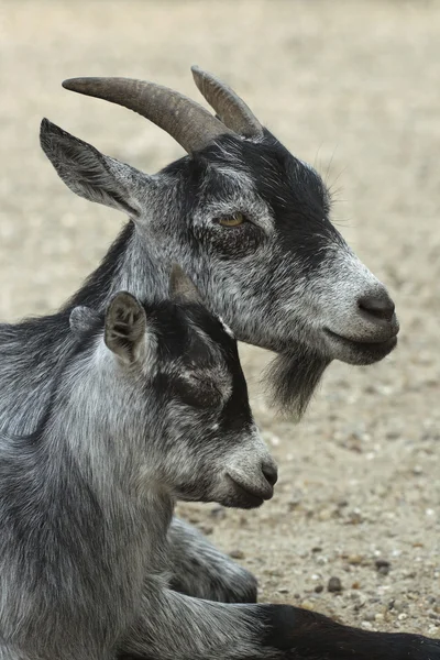 Cabra e seu filho — Fotografia de Stock