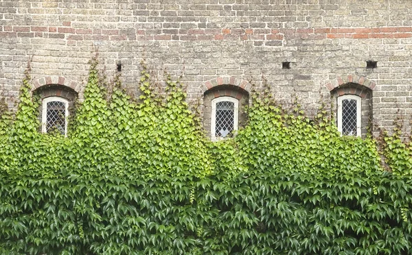 Windows with ivy — Stock Photo, Image