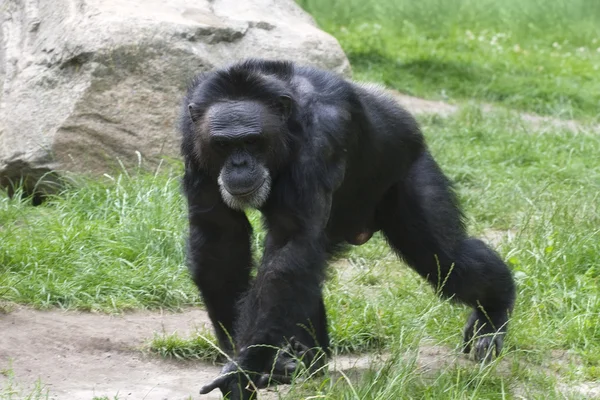黑色的大猩猩 — 图库照片