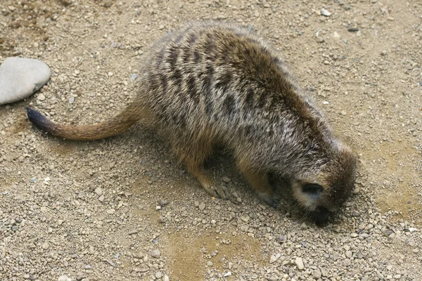 Meerkat cavando un agujero — Foto de Stock