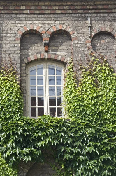 常春藤的窗口 — 图库照片