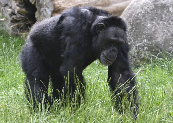 Gorille noire — Photo