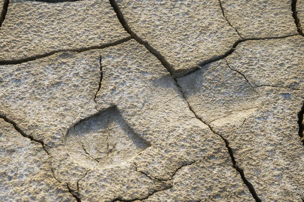 Fußabdruck in getrockneter Erde — Stockfoto