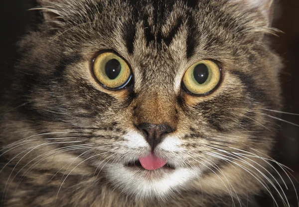 猫の顔 — ストック写真