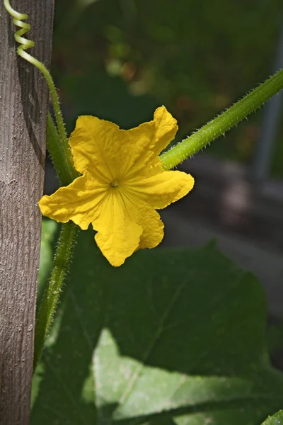 Flor de pepino — Fotografia de Stock
