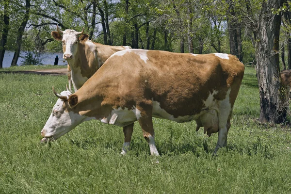 Две коровы в лесу — стоковое фото