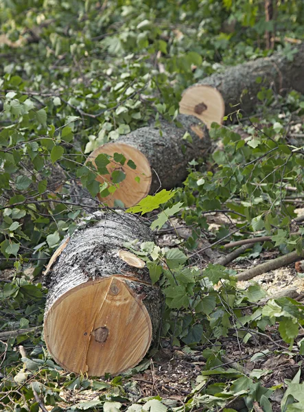 Sawed down tree — Stock Photo, Image