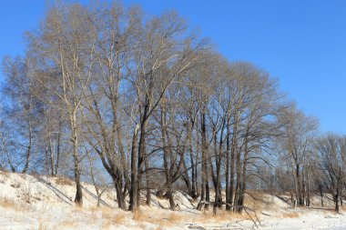 çıplak kış aspens