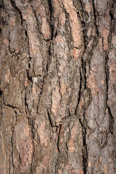 배경으로 나무 껍질 — 스톡 사진
