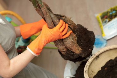 Woman transplants plant clipart