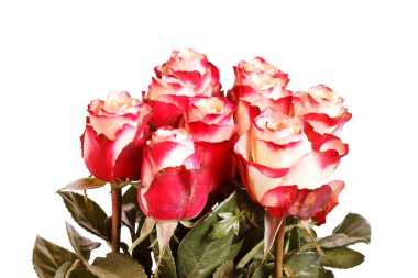 Beautiful roses clipart