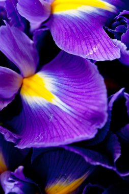 Iris çiçekler