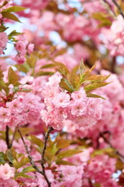 Japon cherry blossom ile