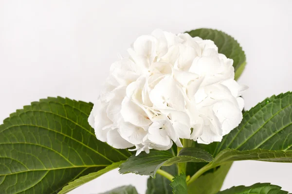 Hortensia blanca — Foto de Stock