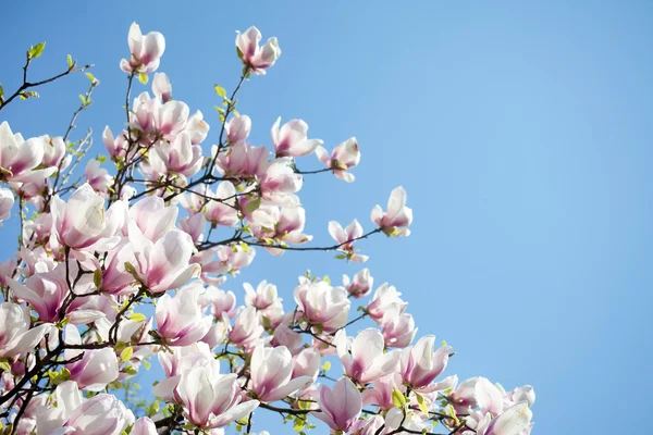 Manolya ağaçları üzerine mavi gökyüzü — Stok fotoğraf