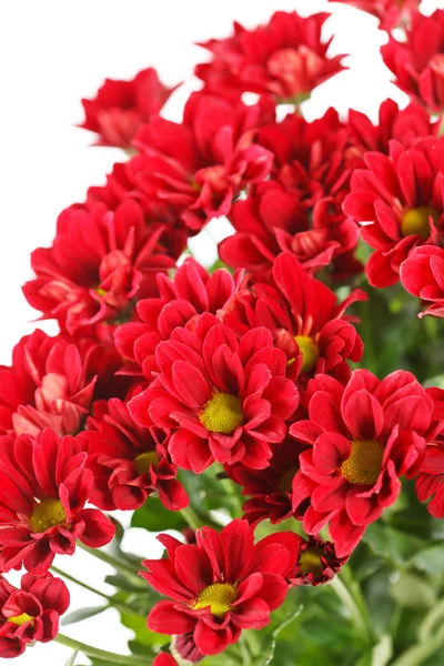 Flores de crisântemo — Fotografia de Stock