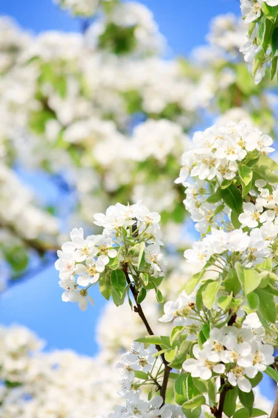Kirsikankukat — kuvapankkivalokuva