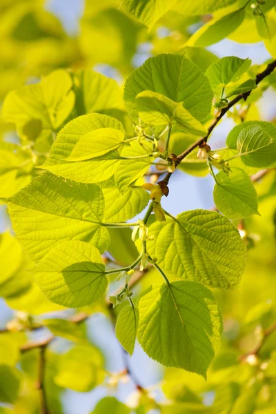 Green leaves over blue sky — Stock Photo, Image