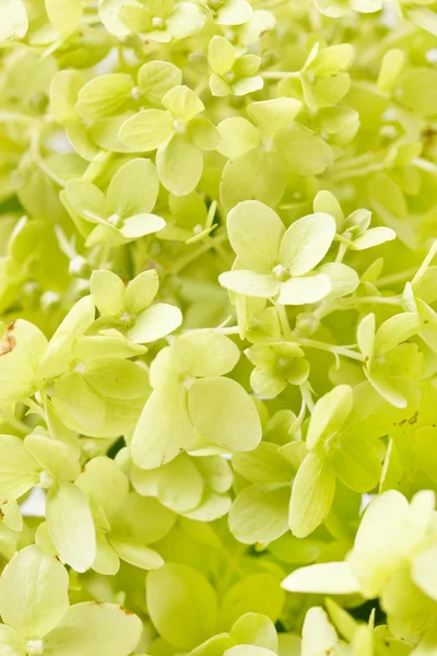 Stock image Beautiful hydrangea