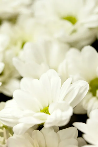 Flores de crisantemo — Foto de Stock