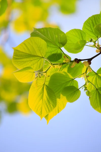 Frunzele verzi deasupra cerului albastru — Fotografie, imagine de stoc