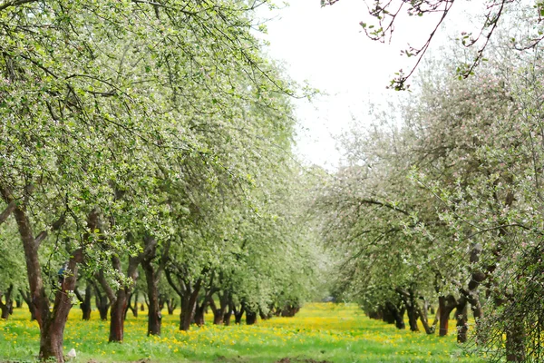 Giardino primaverile — Foto Stock