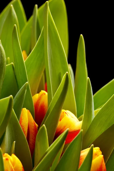Belles tulipes — Photo