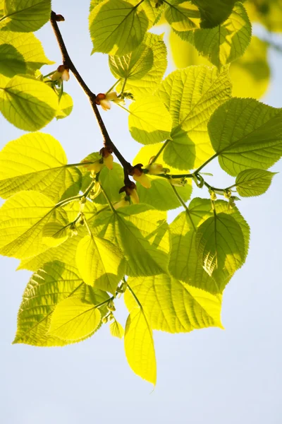 Zelené listy přes modrou oblohu — Stock fotografie