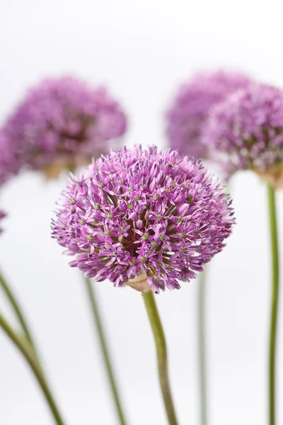 Bellissimi fiori — Foto Stock