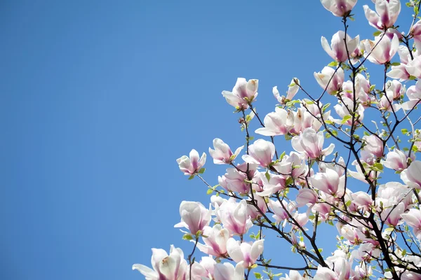 Magnolia-puut sinisen taivaan yllä — kuvapankkivalokuva