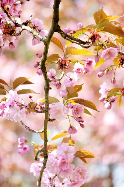 stock image Japanese cherry with blossom