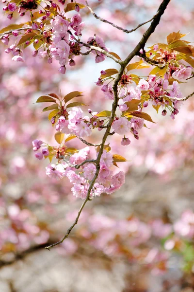 stock image Japanese cherry with blossom