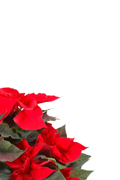 Röd julstjärna isolerad på en vit bakgrund — Stockfoto
