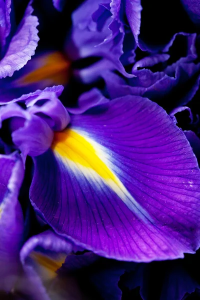 Iris blommor — Stockfoto