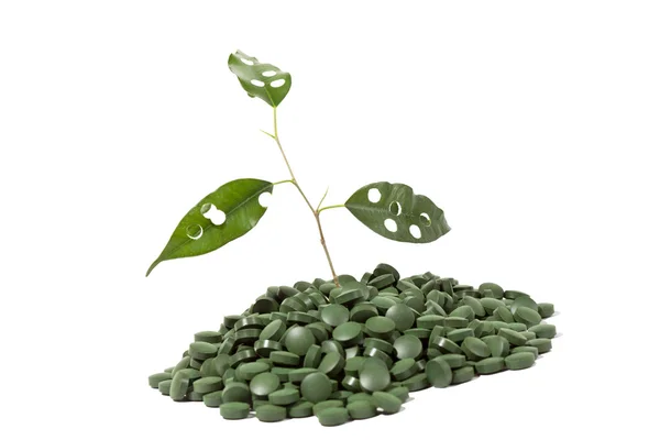 stock image Spirulina tablets and green plant