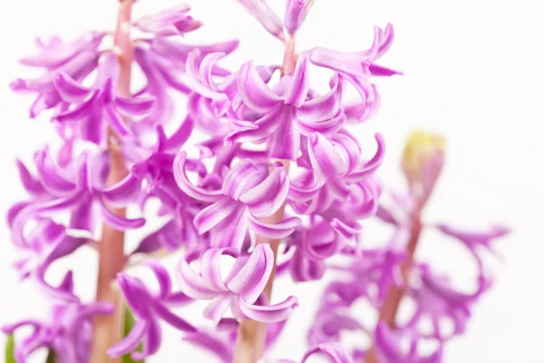 stock image Pink hyacinths