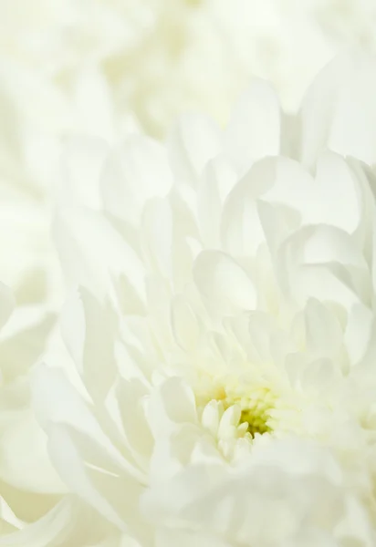 Chrysanthemum květiny — Stock fotografie