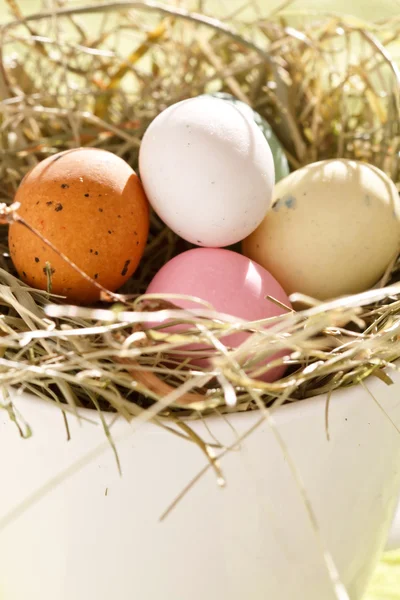 Çikolata Paskalya yumurtaları yuvanın içinde — Stok fotoğraf