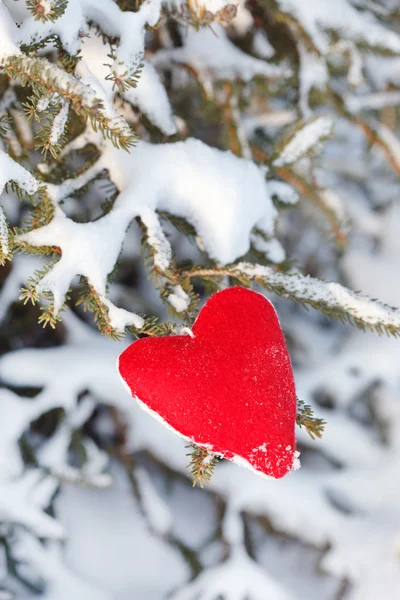 Corazón en la rama de abeto — Foto de Stock