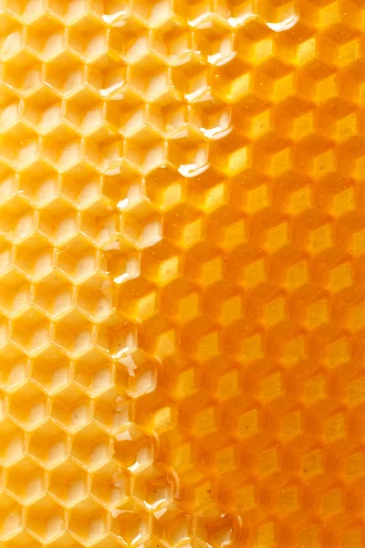 Färsk honung i kam — Stockfoto