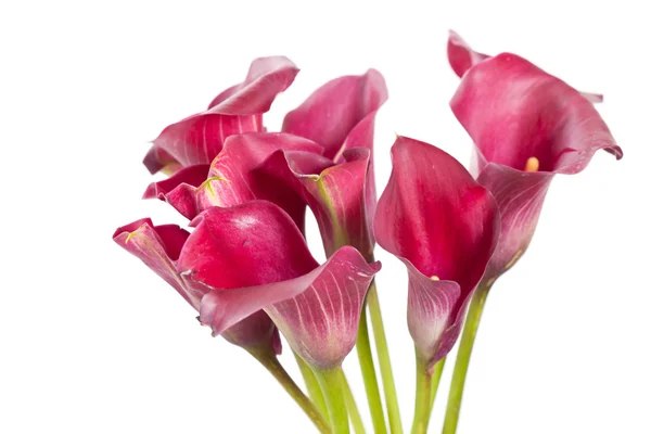 Krásné květiny — Stock fotografie