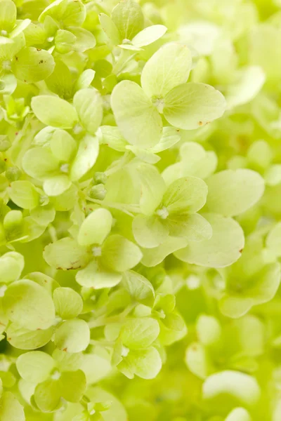 Stock image Beautiful hydrangea