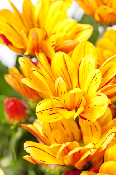 Chrysanthemum blommor — Stockfoto