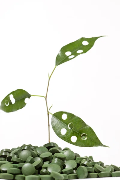 Spirulina Tabletten und grüne Pflanze — Stockfoto