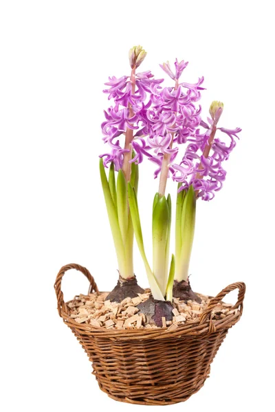 Rosa hyacinter — Stockfoto