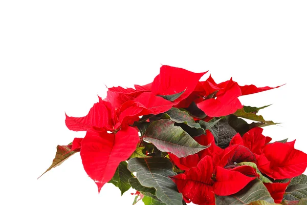 Poinsettia roja aislada sobre fondo blanco — Foto de Stock